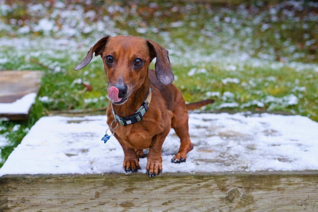 Enlarge Buddy, a Adopted Miniature Dachshund in Utterson, ON image 2/2