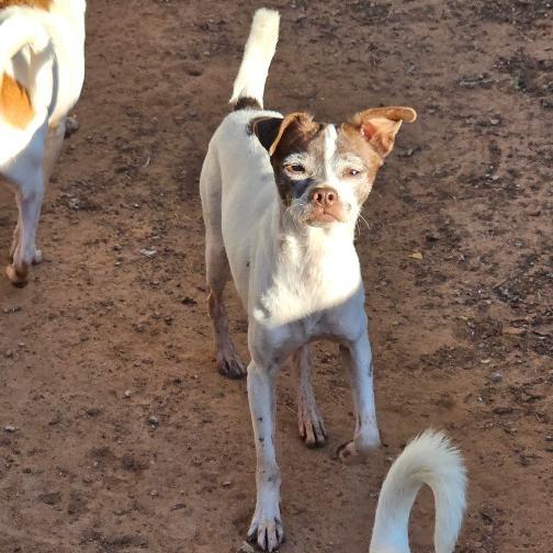 Enlarge Woody, a Adoptable Chihuahua in Midland, TX image 1/2