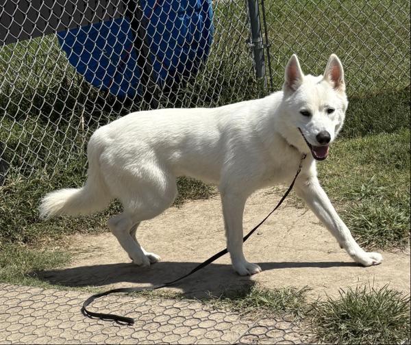 Forrest, Adoptable, Adult Male Siberian Husky & Shepherd.