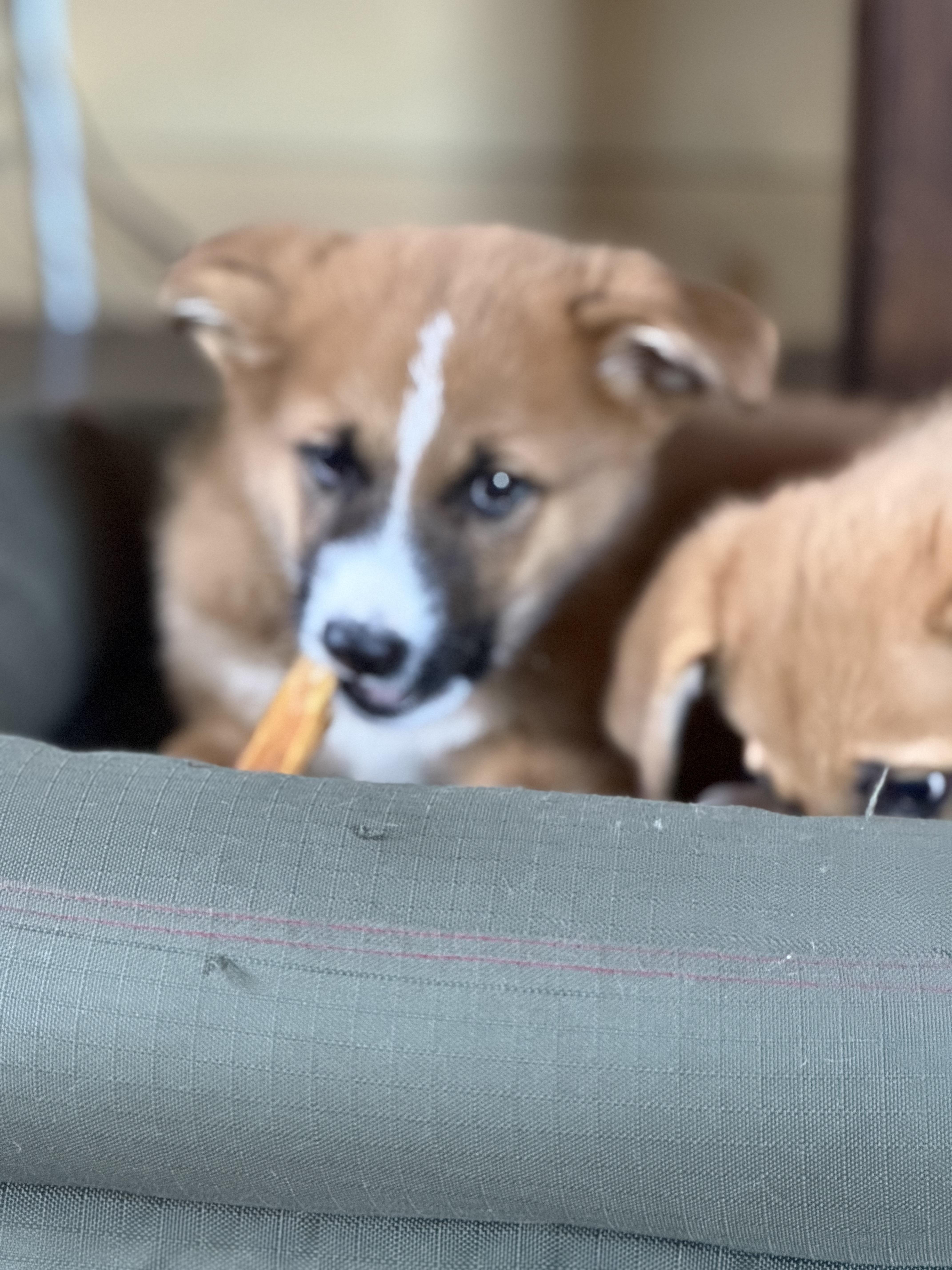 Boq (Bo), a Adopted mixed breed in Steinbach, MB image 2/6