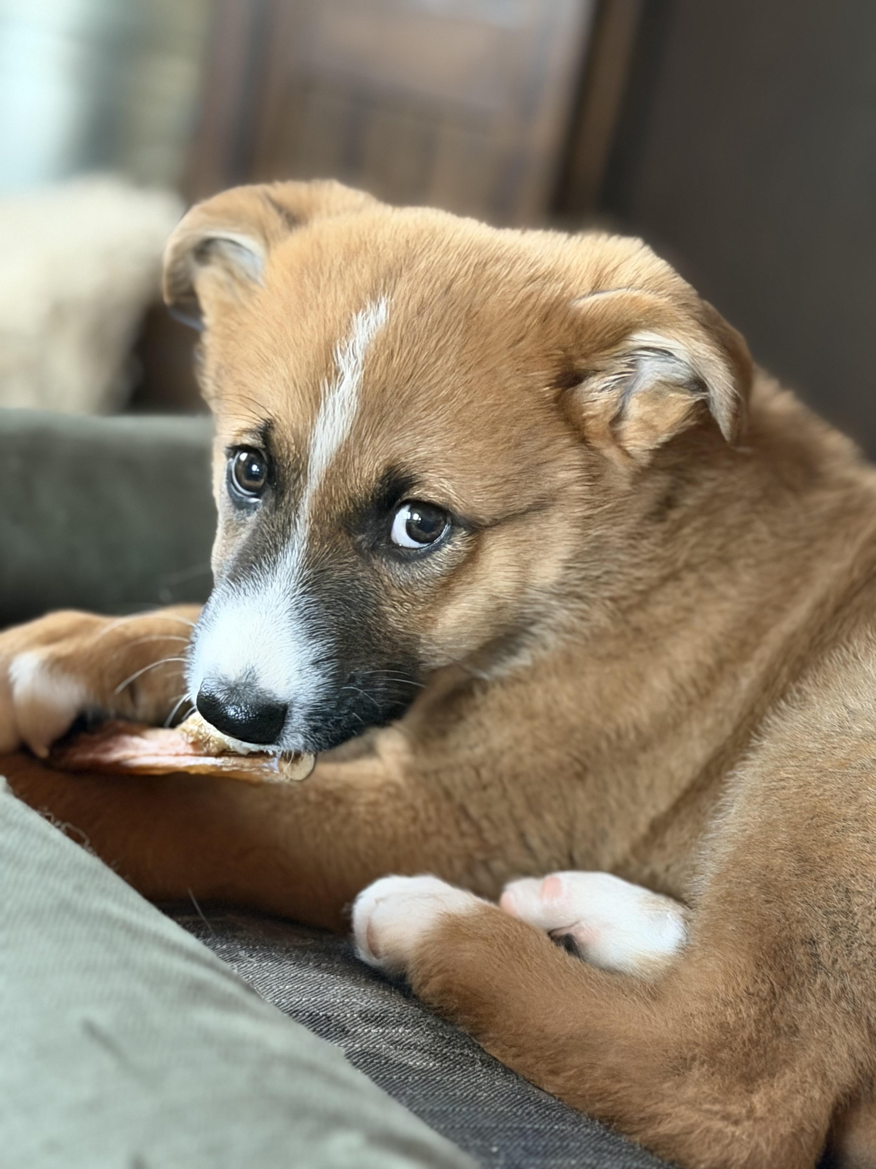 Boq (Bo), a Adopted mixed breed in Steinbach, MB image 3/6