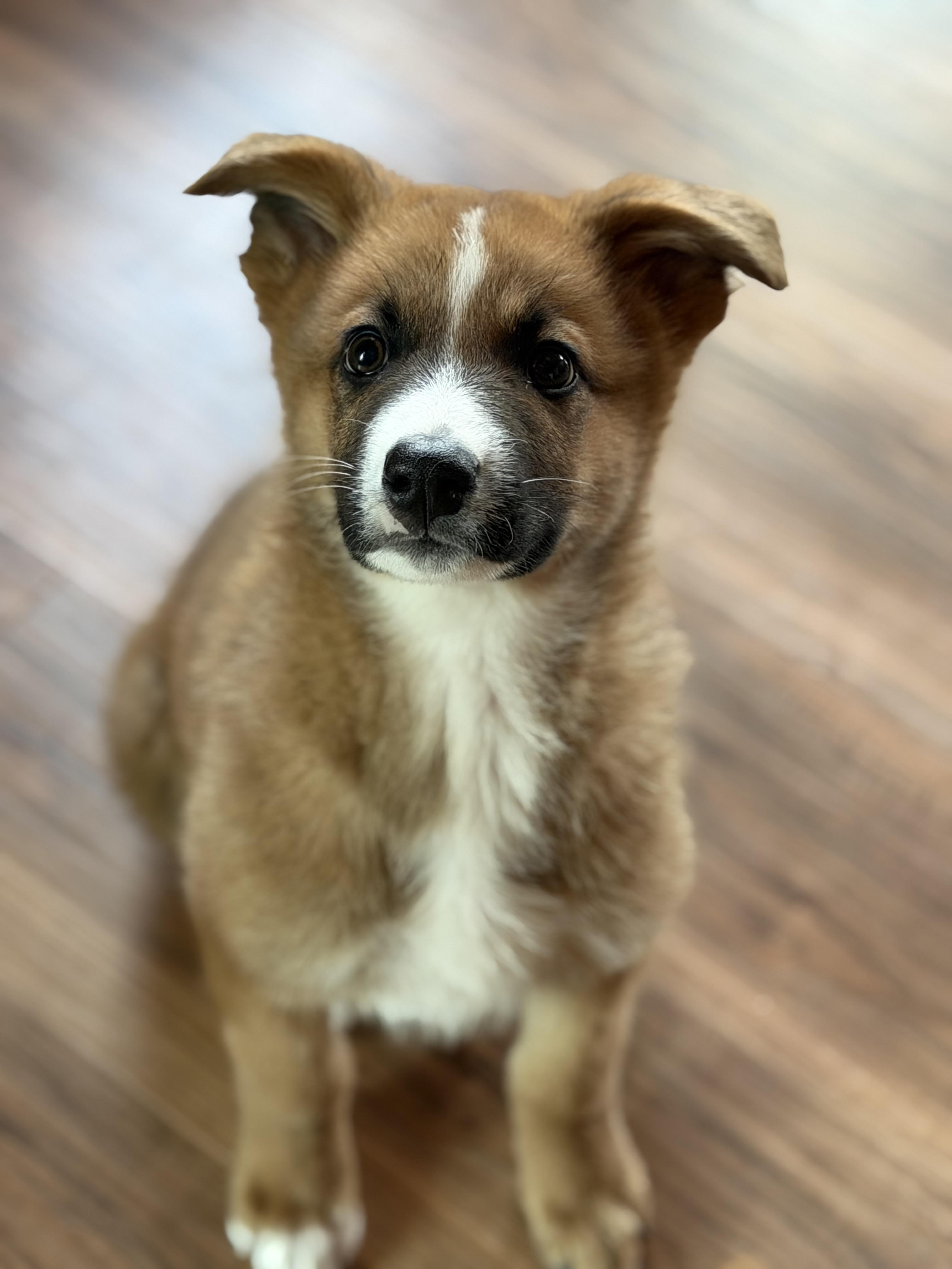 Boq (Bo), a Adopted mixed breed in Steinbach, MB image 4/6