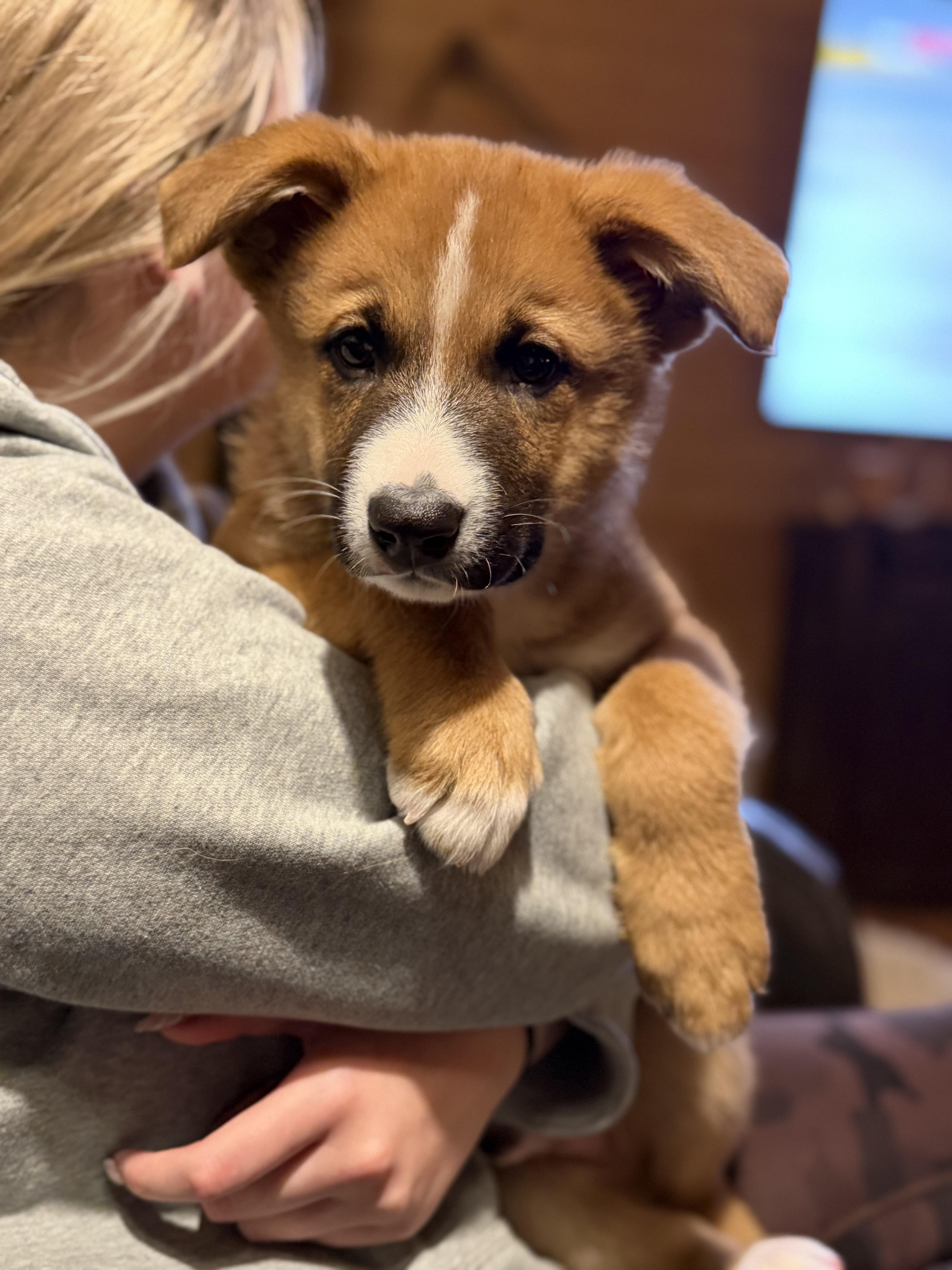 Boq (Bo), a Adopted mixed breed in Steinbach, MB image 5/6