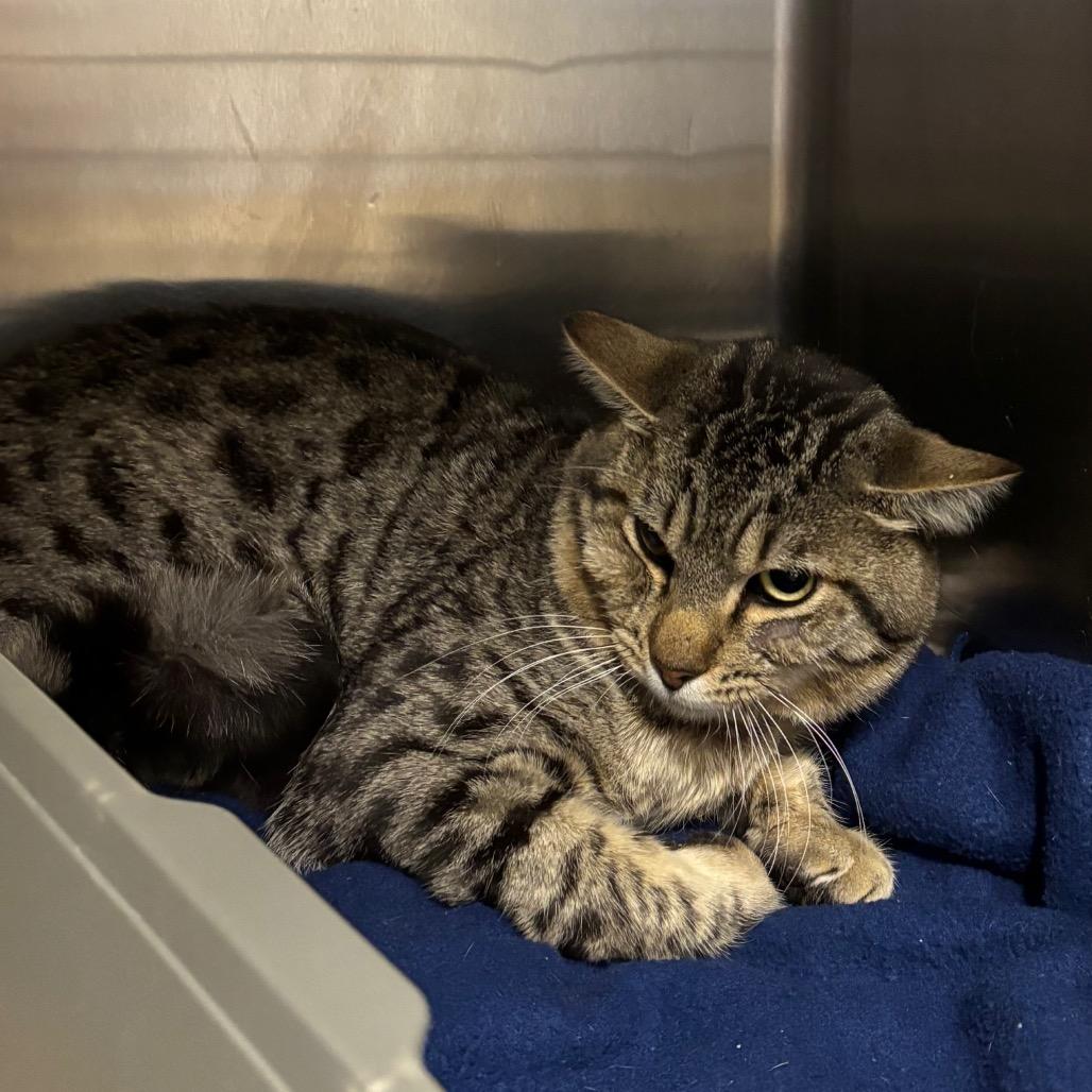 Enlarge Boone, a Adoptable Domestic Short Hair in Morgan Hill, CA image 1/1