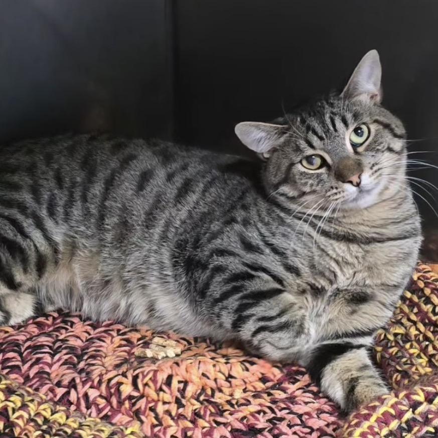 Enlarge Boone, a Adoptable Domestic Short Hair in Morgan Hill, CA image 2/2