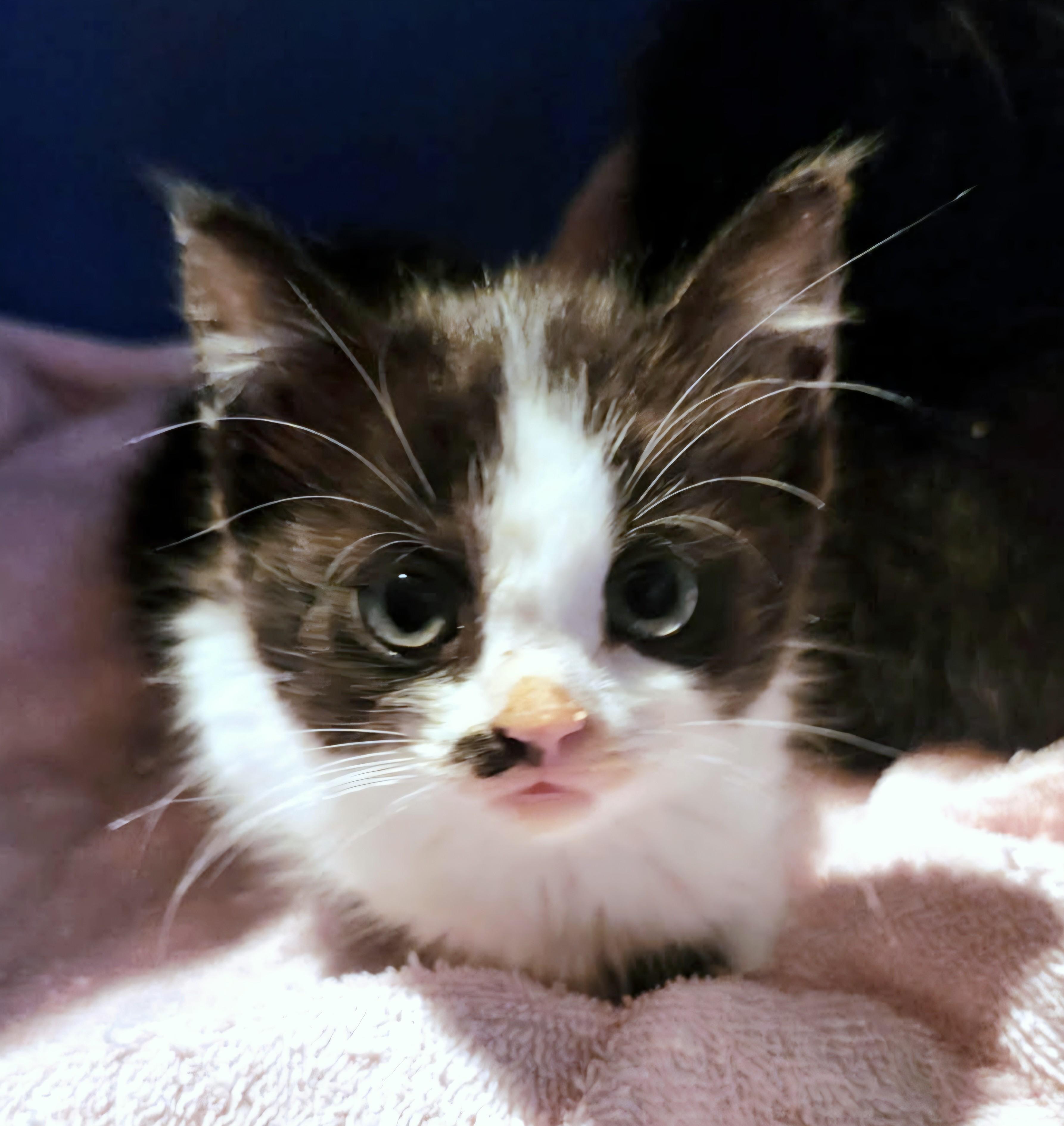 Meowolyn Monroe thumbnail 2