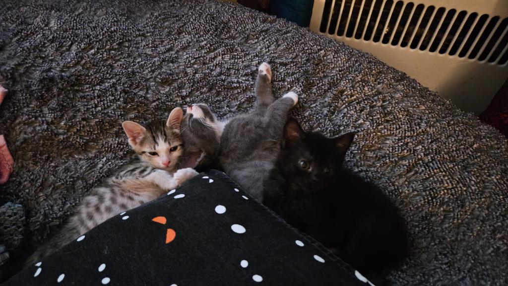 Teto, Adoptable, Kitten Male Domestic Short Hair.