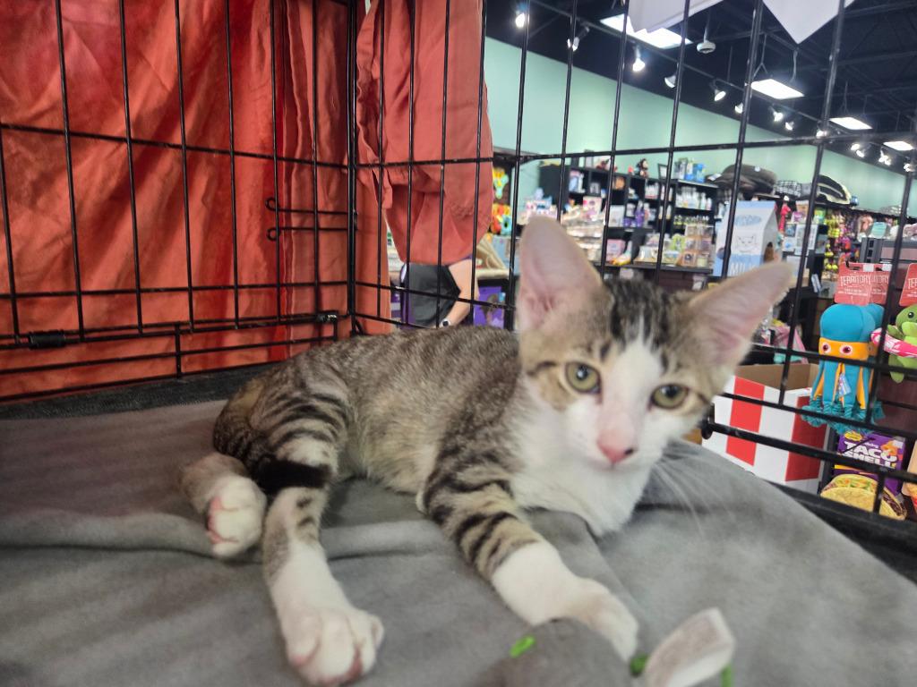 Enlarge Teto, a Adoptable mixed breed in Parkville, MD image 2/4