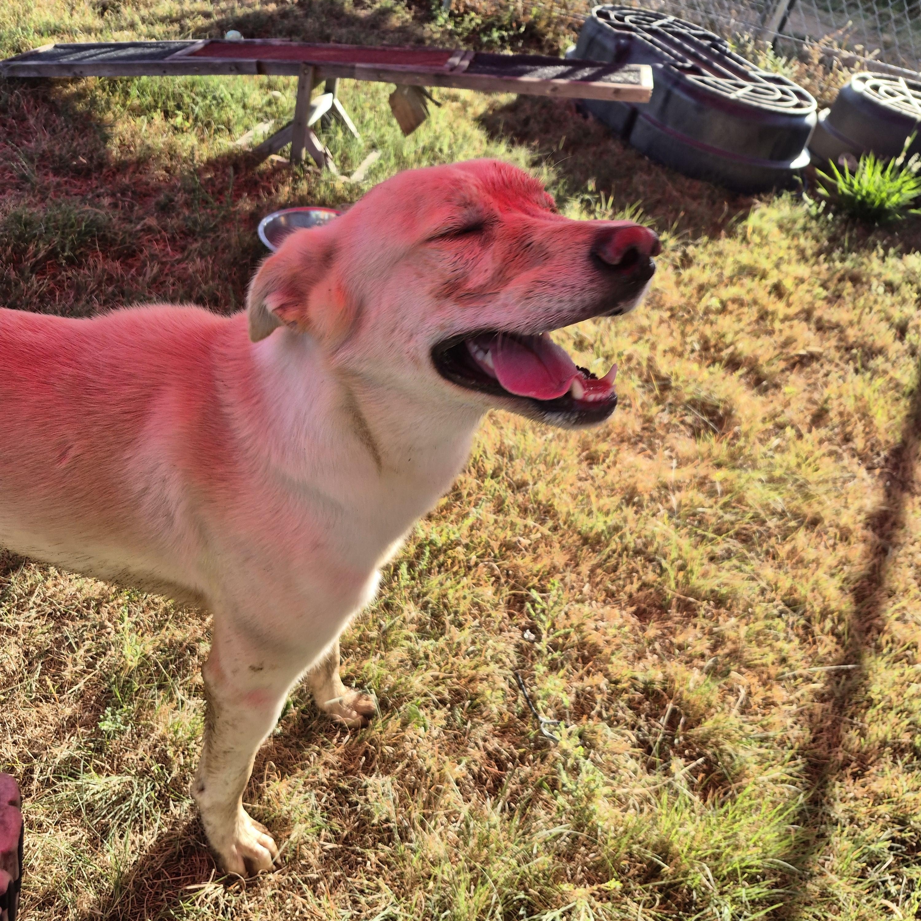 Rucker, an adopted mixed breed in Springfield, IL image 5/5