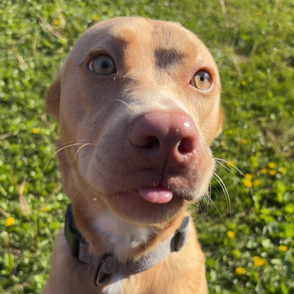 Colt, Adoptable, Adult Male Labrador Retriever & Mixed Breed.