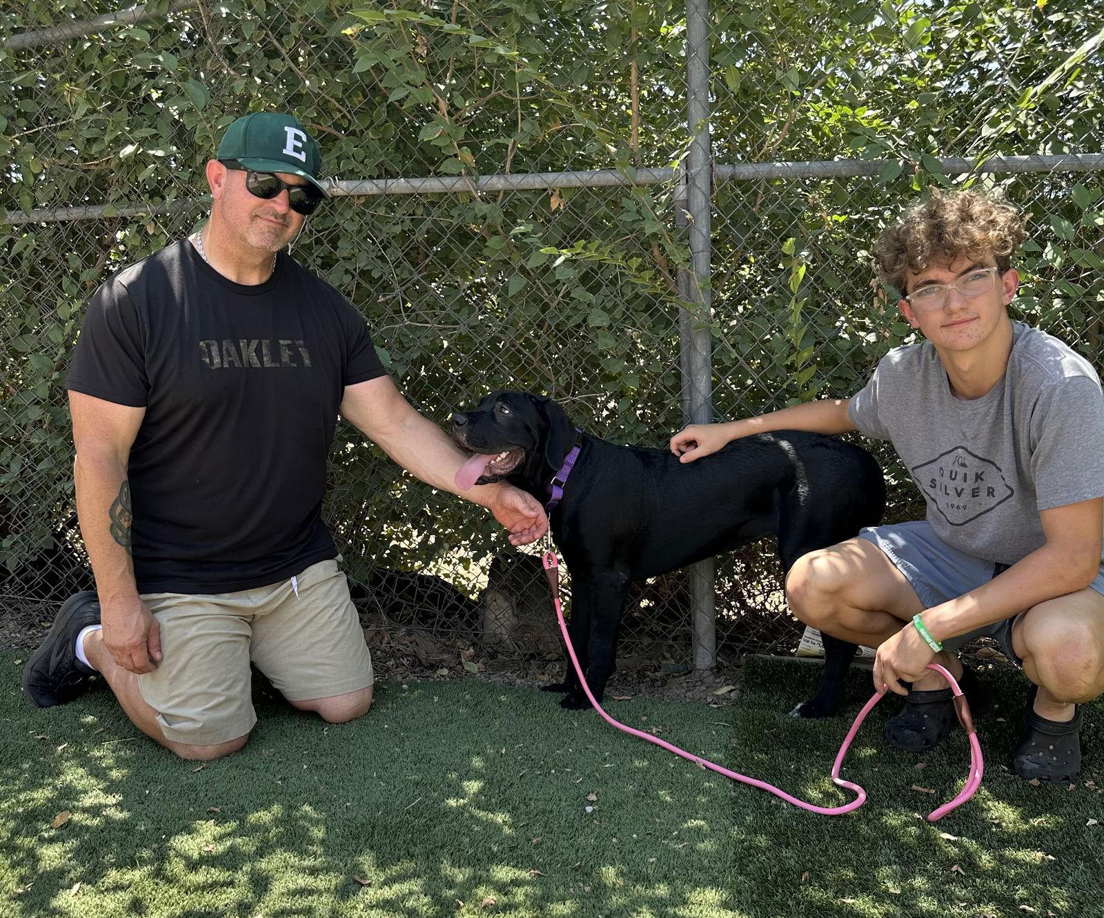 Enlarge SCARLETT, a Adopted Cane Corso in Glendale, AZ image 1/2