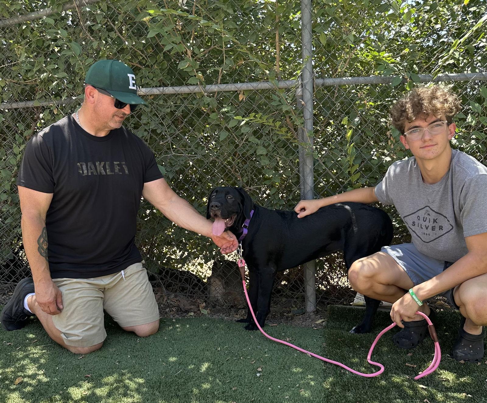 Enlarge SCARLETT, a Adopted Cane Corso in Glendale, AZ image 2/2