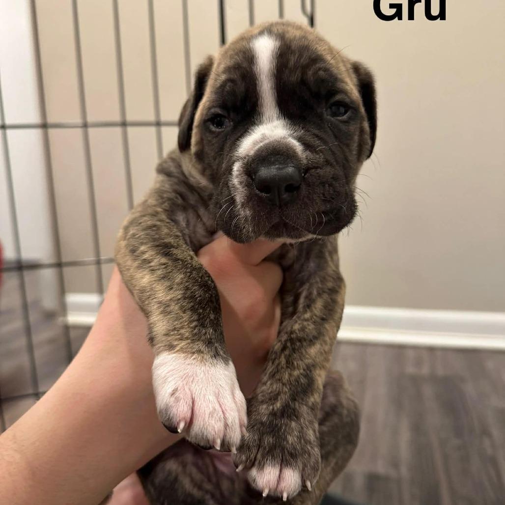 Enlarge Frederick Minion's Litter - Gru, a Adoptable mixed breed in manchester, PA image 1/1