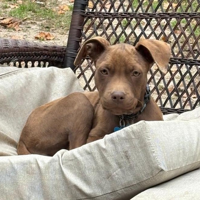 Honey, Adoptable, Puppy Female American Staffordshire Terrier & Pit Bull Terrier.