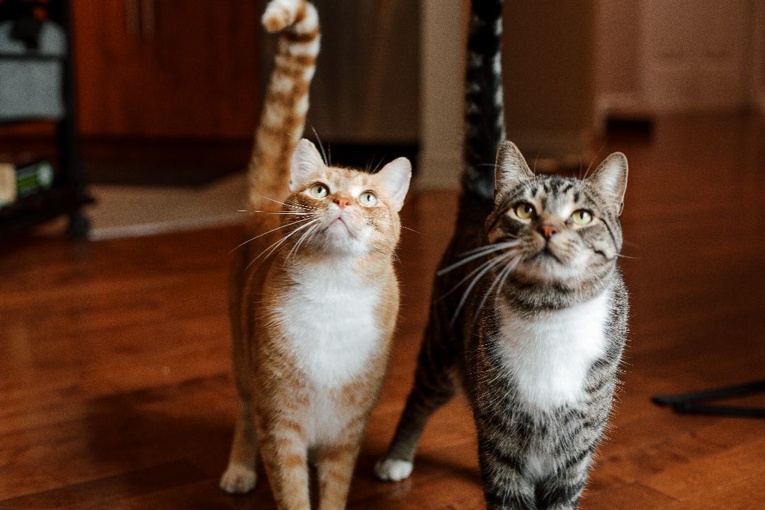 Enlarge Tom&Jerry, a Adopted Domestic Short Hair in Montreal, QC image 1/6