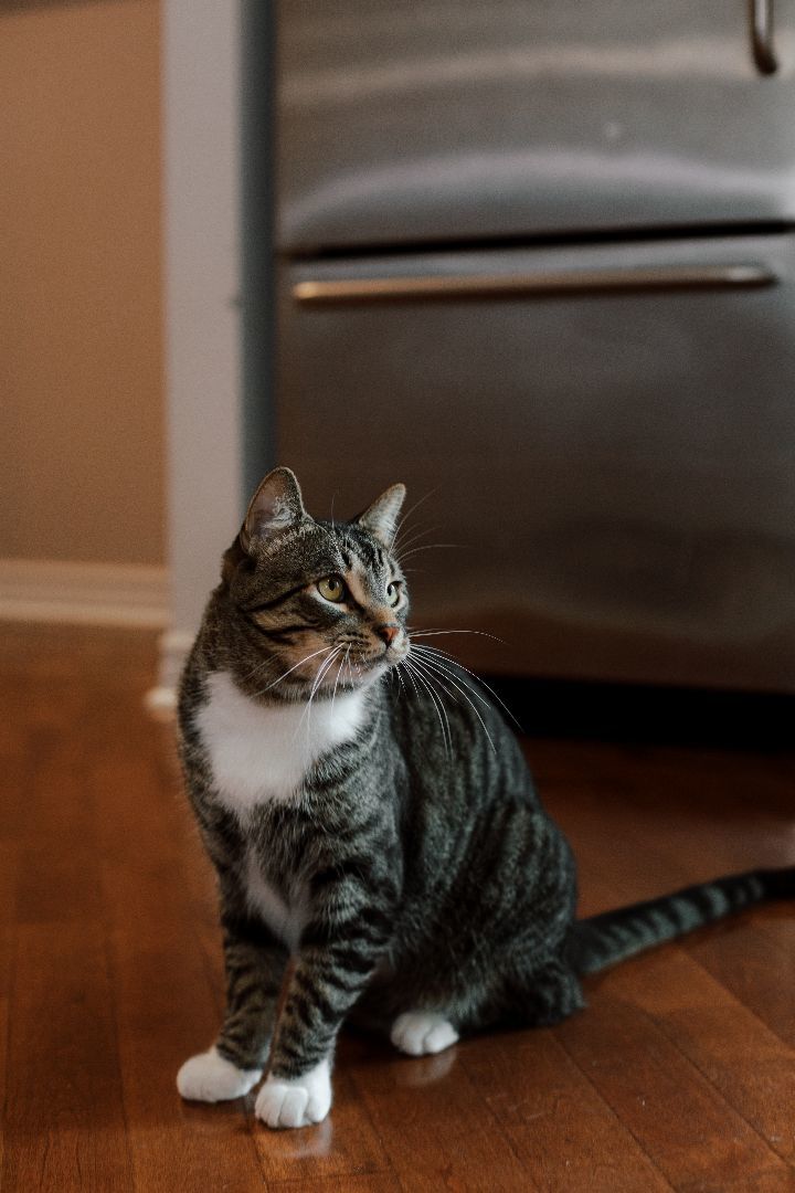 Enlarge Tom&Jerry, a Adopted Domestic Short Hair in Montreal, QC image 2/6