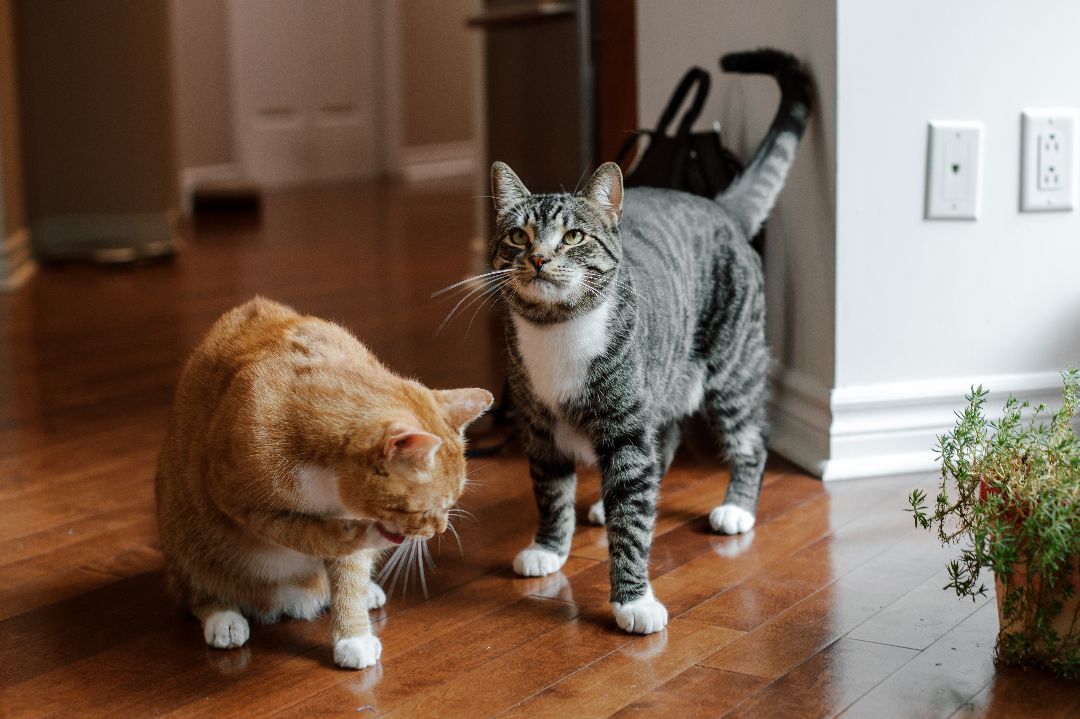 Enlarge Tom&Jerry, a Adopted Domestic Short Hair in Montreal, QC image 3/6