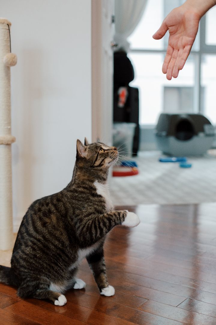 Enlarge Tom&Jerry, a Adopted Domestic Short Hair in Montreal, QC image 4/6