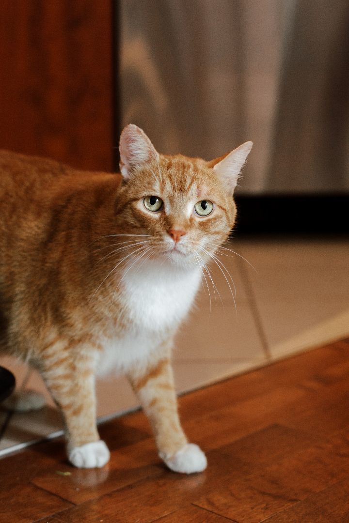 Enlarge Tom&Jerry, a Adopted Domestic Short Hair in Montreal, QC image 5/6