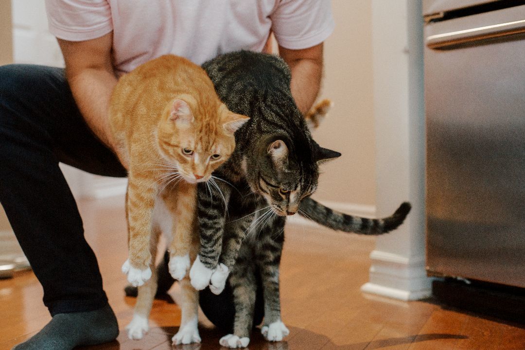 Enlarge Tom&Jerry, a Adopted Domestic Short Hair in Montreal, QC image 6/6