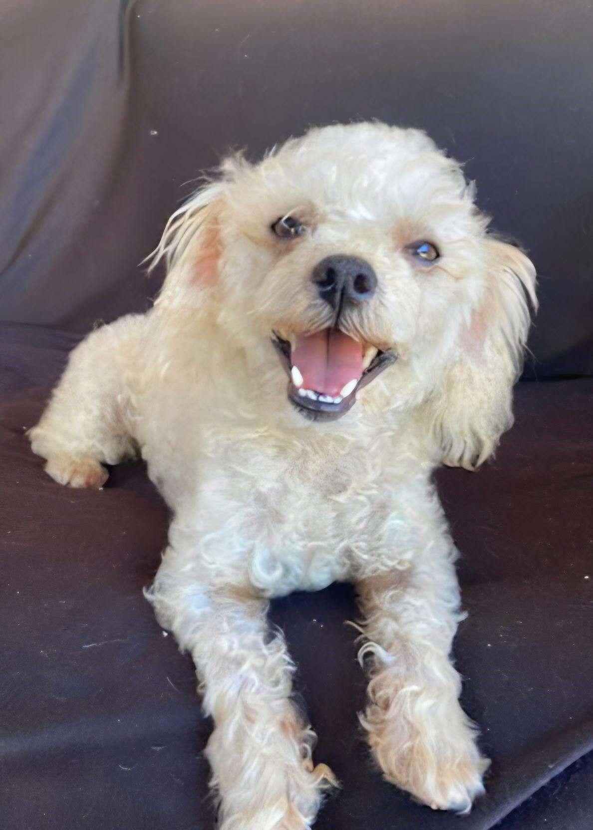 Enlarge Chico, a ADOPTABLE mixed breed in Los Angeles, CA image 1/1