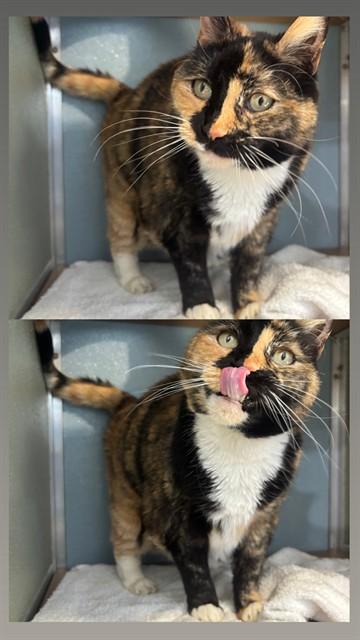 Enlarge SASHA, a Adoptable Domestic Short Hair in Westminster, MD image 1/1