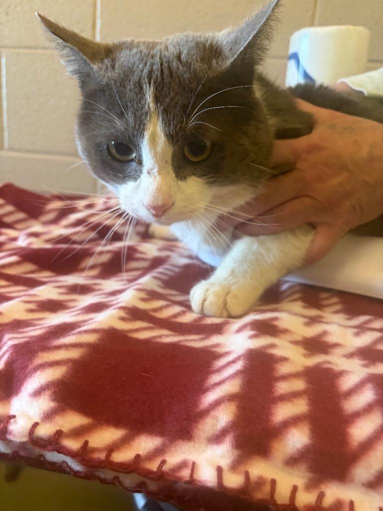 Naddy, Adoptable, Young Male Domestic Short Hair.