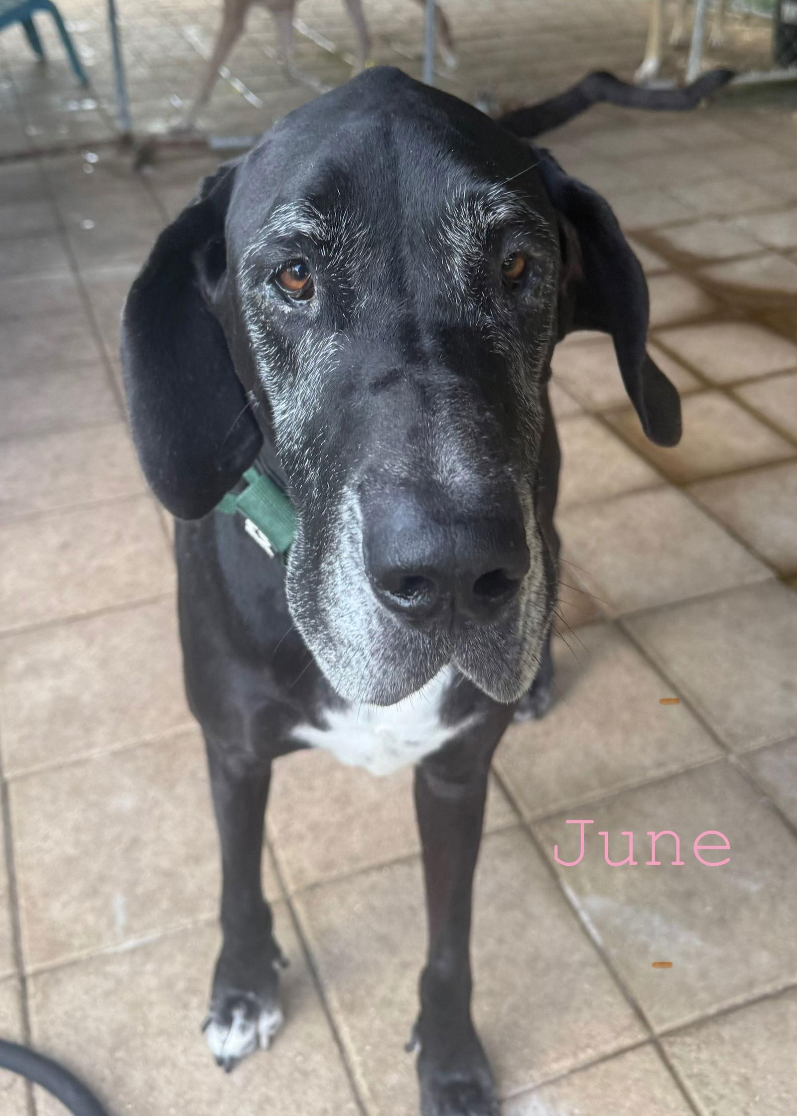 Enlarge June, a Adoptable Great Dane in Jupiter, FL image 1/2