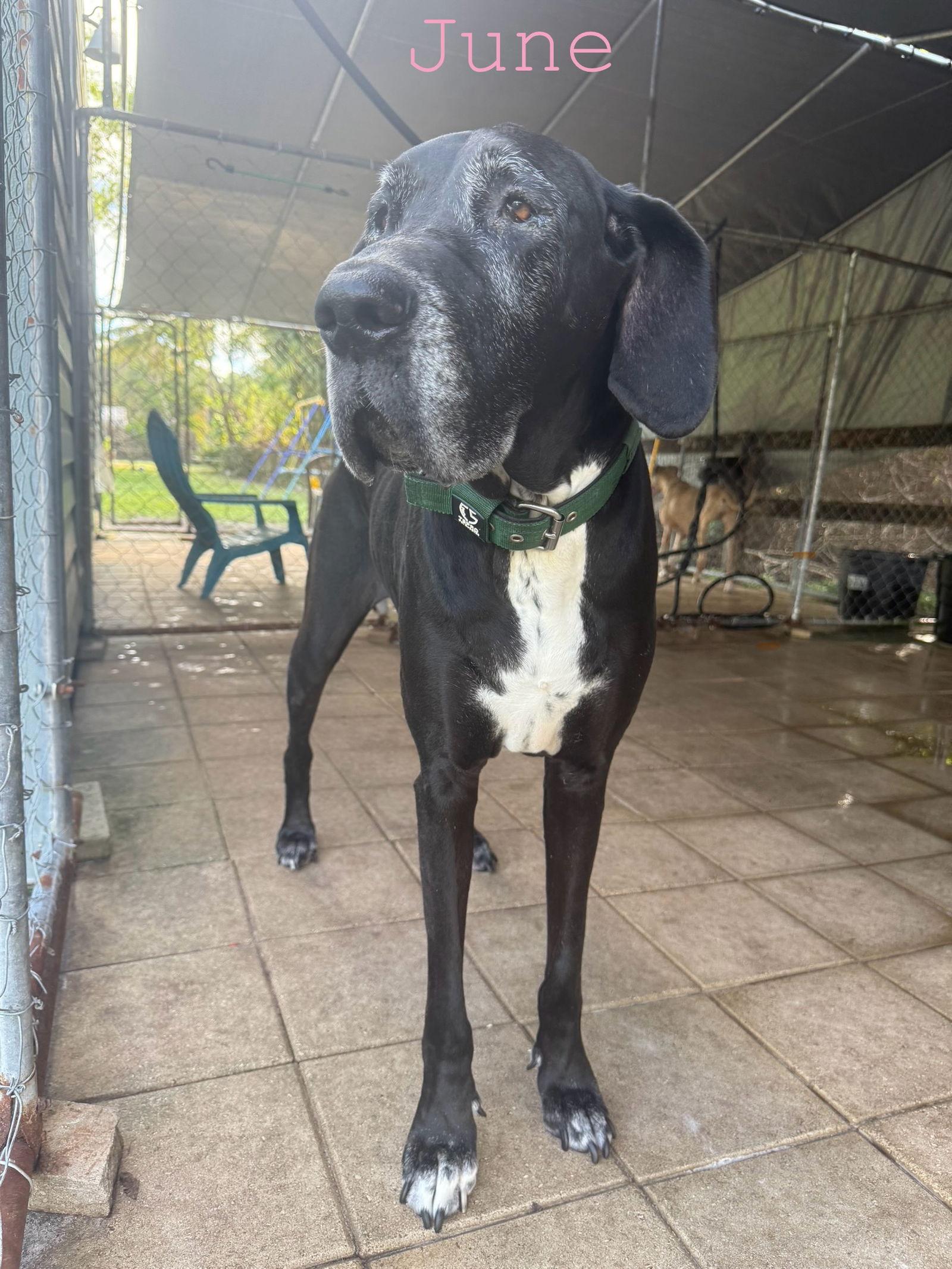 Enlarge June, a Adoptable Great Dane in Jupiter, FL image 2/2
