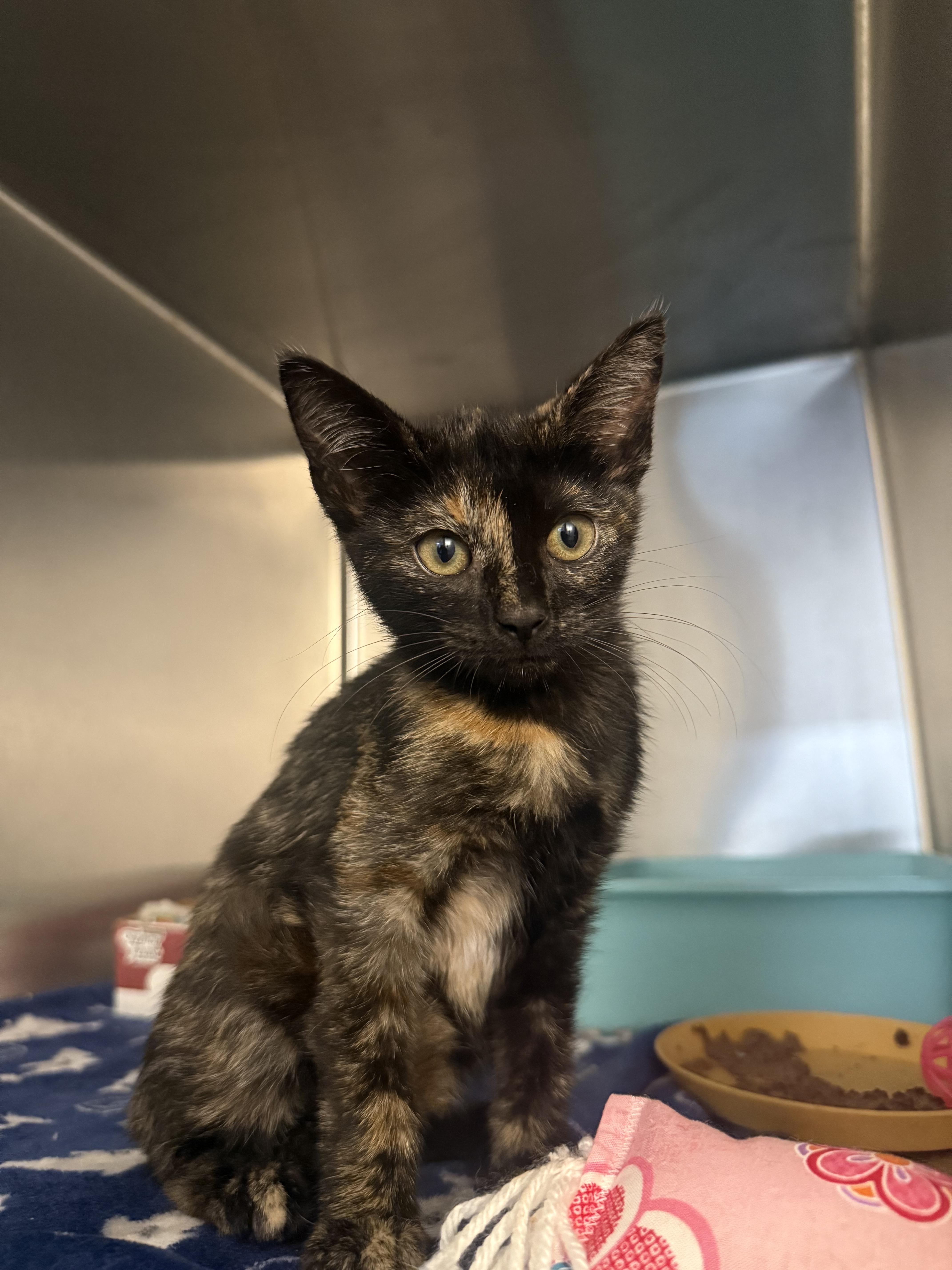 Makayla, Adopted, Young Female Domestic Short Hair.