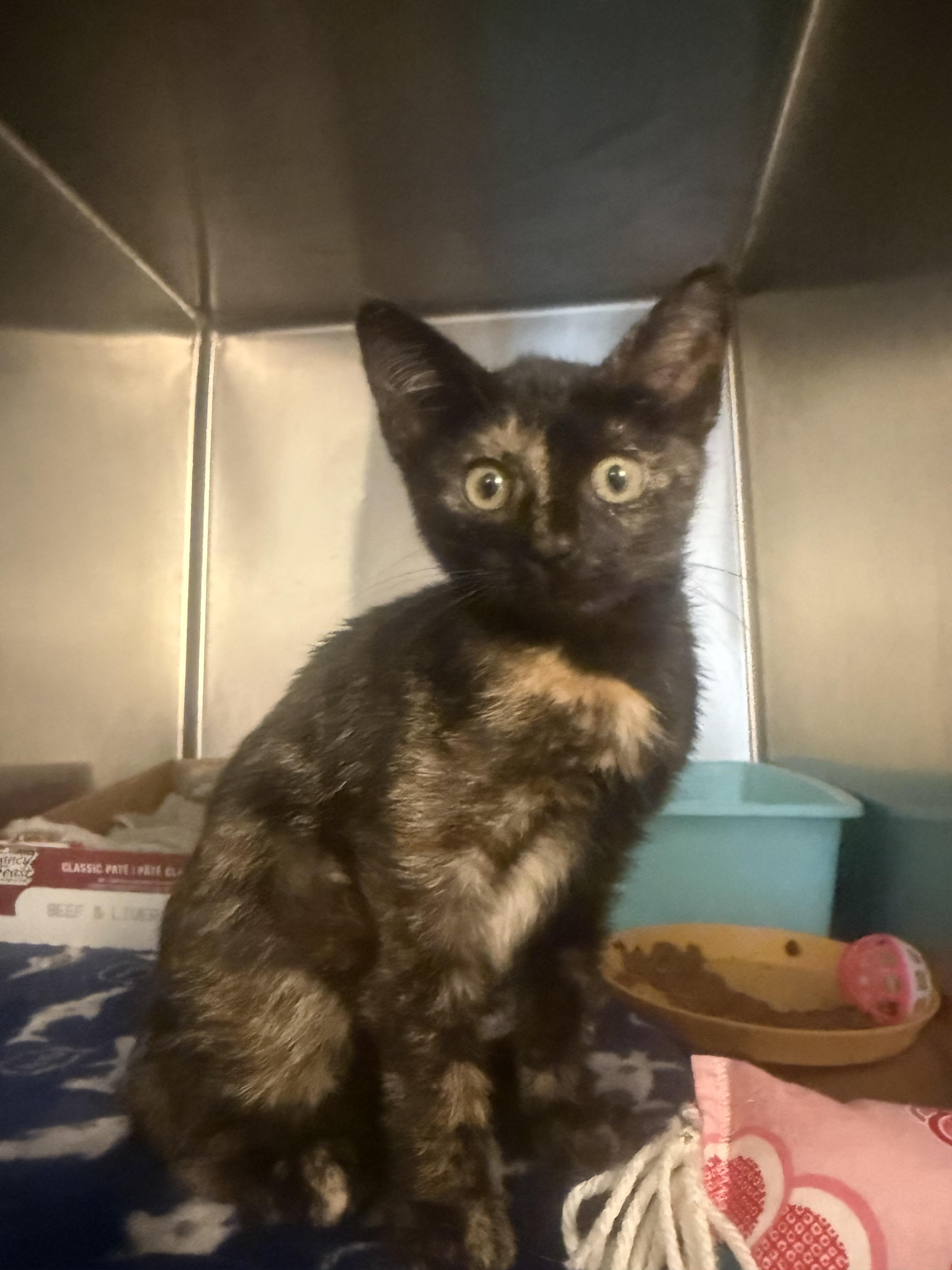 Makayla, a Adopted mixed breed in Honolulu, HI image 2/3