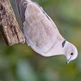 Enlarge Drinda-myk, a Adoptable mixed breed in Bettles, AK image 2/4