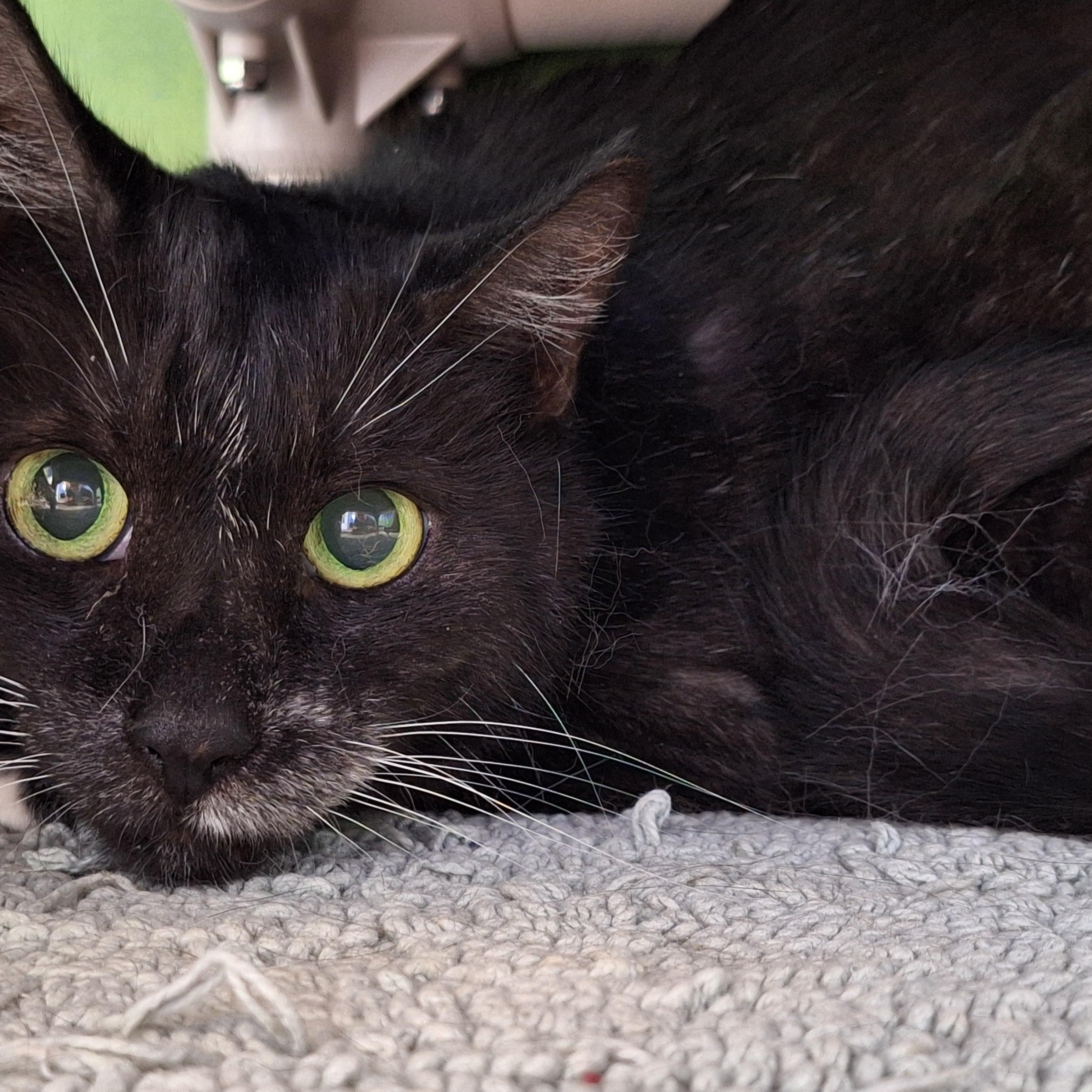 Tuxedo, a Adopted mixed breed in Payson, AZ image 1/4