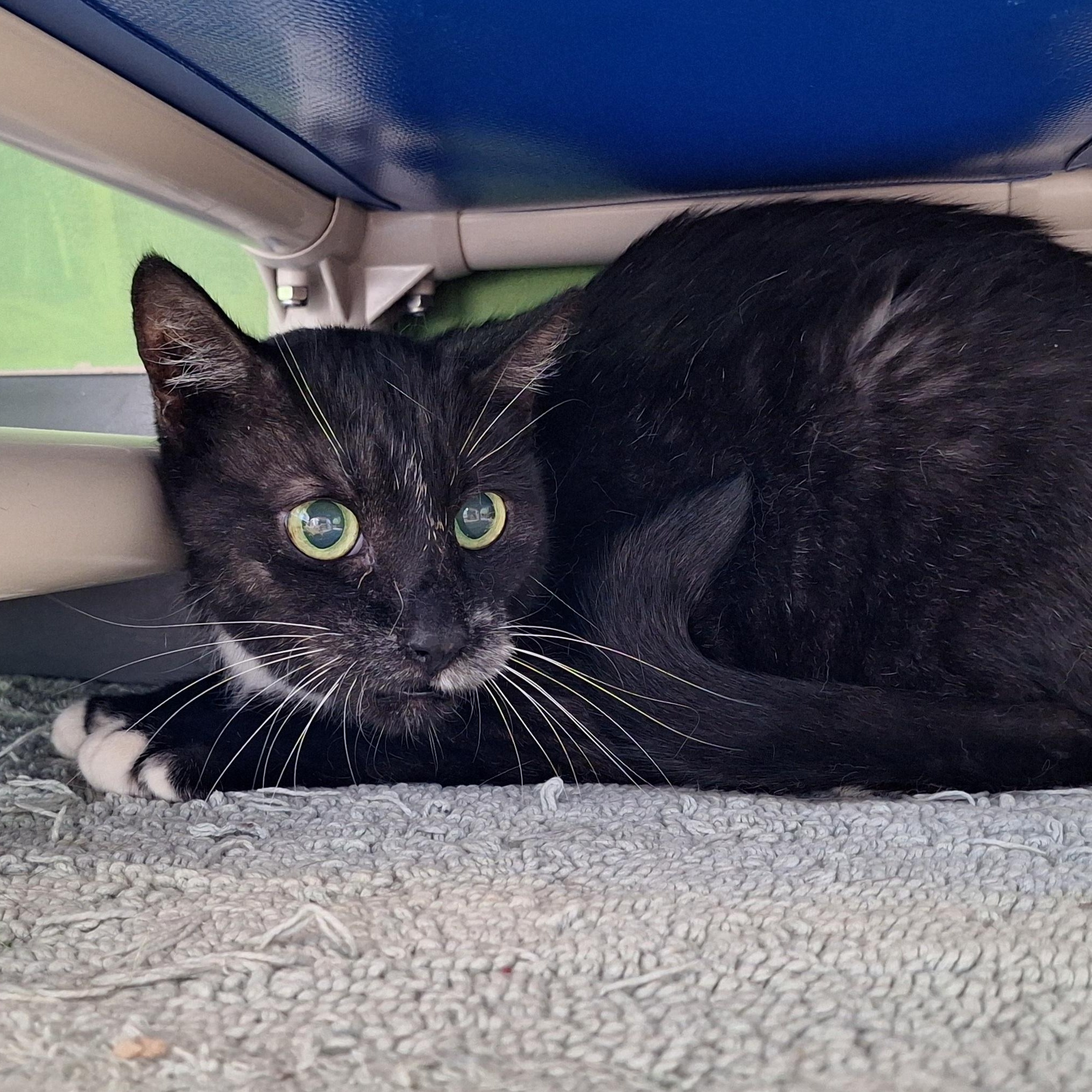 Tuxedo, a Adopted mixed breed in Payson, AZ image 2/4