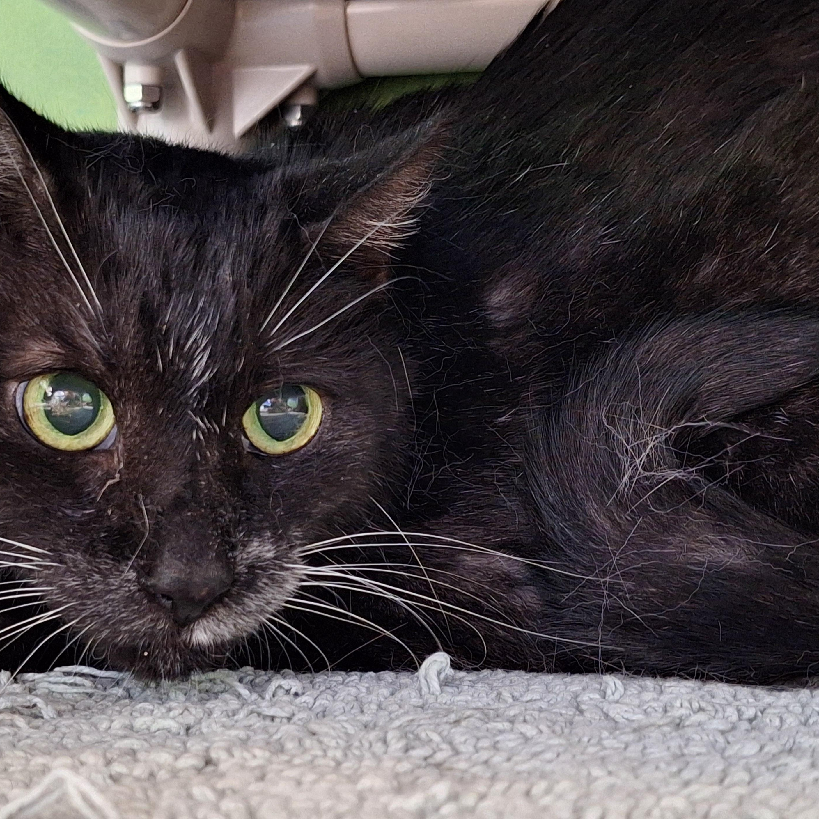 Tuxedo, a Adopted mixed breed in Payson, AZ image 3/4