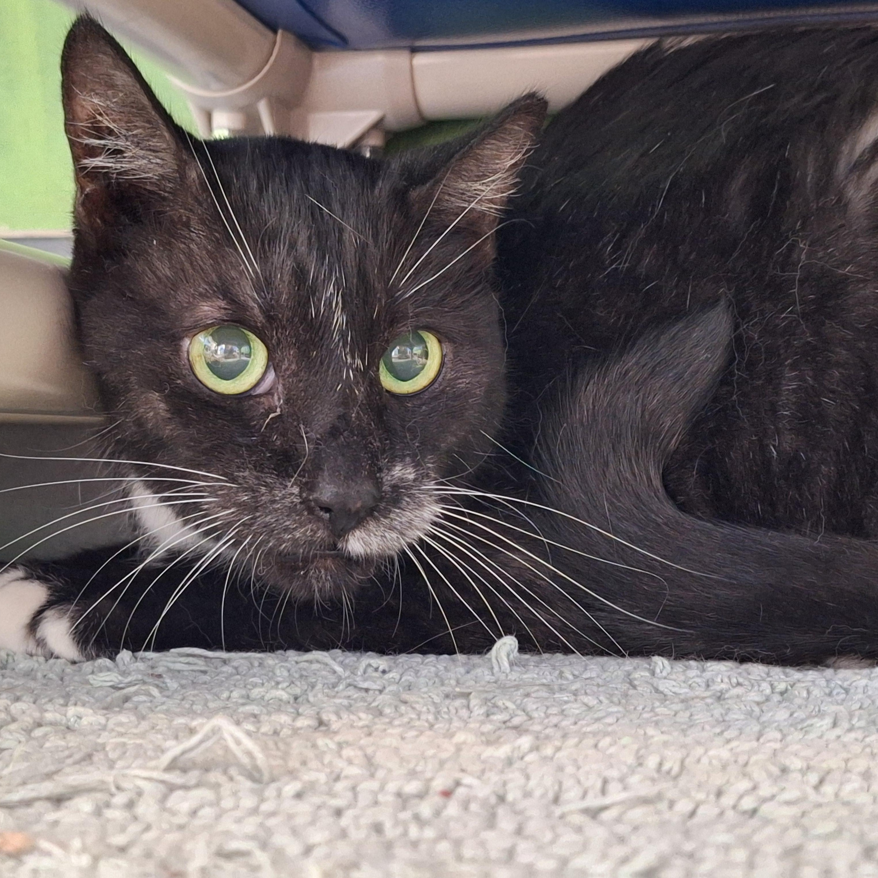 Tuxedo, a Adopted mixed breed in Payson, AZ image 4/4