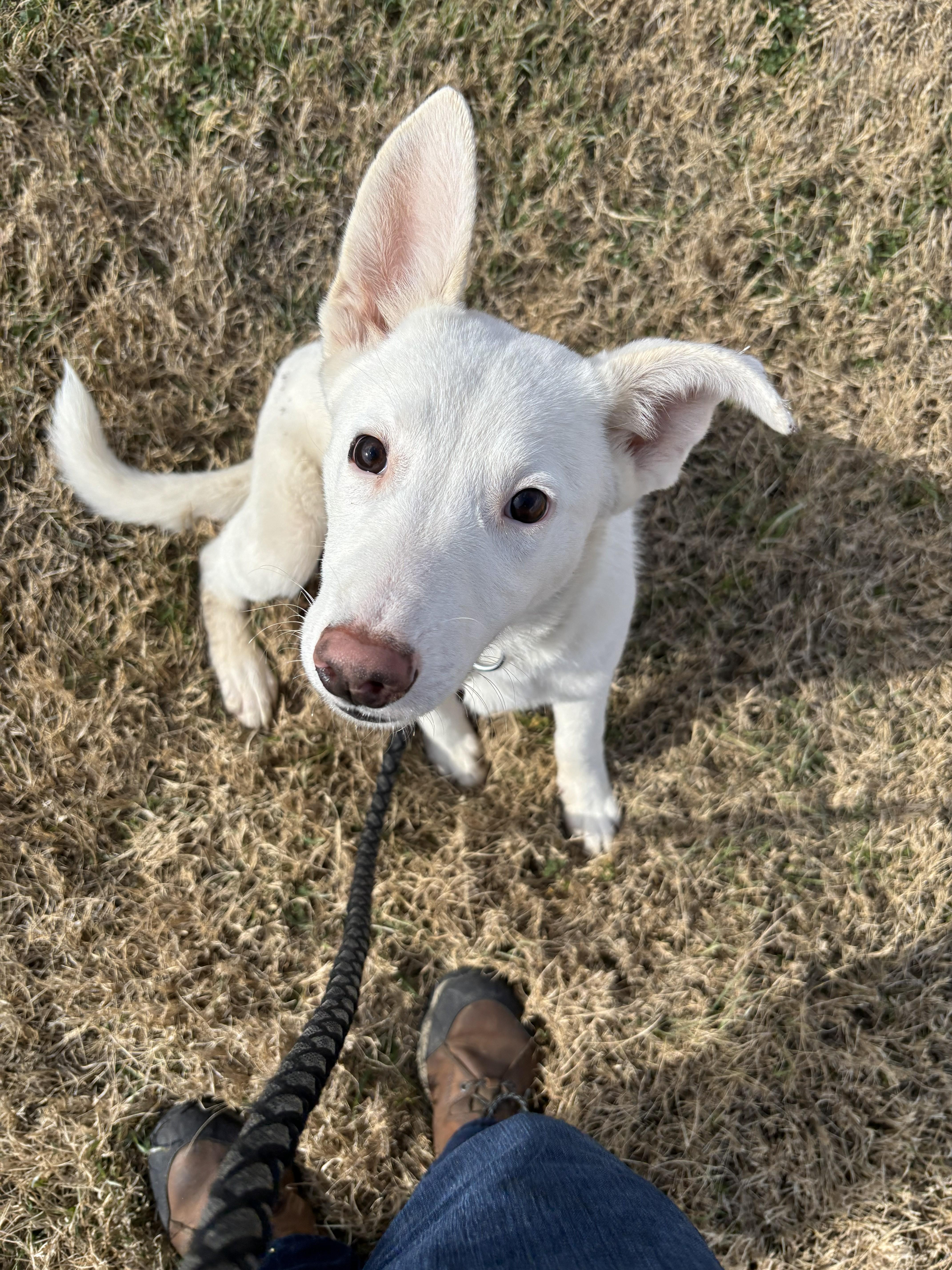 Enlarge Blanco, an adopted mixed breed in Edna, TX image 1/1