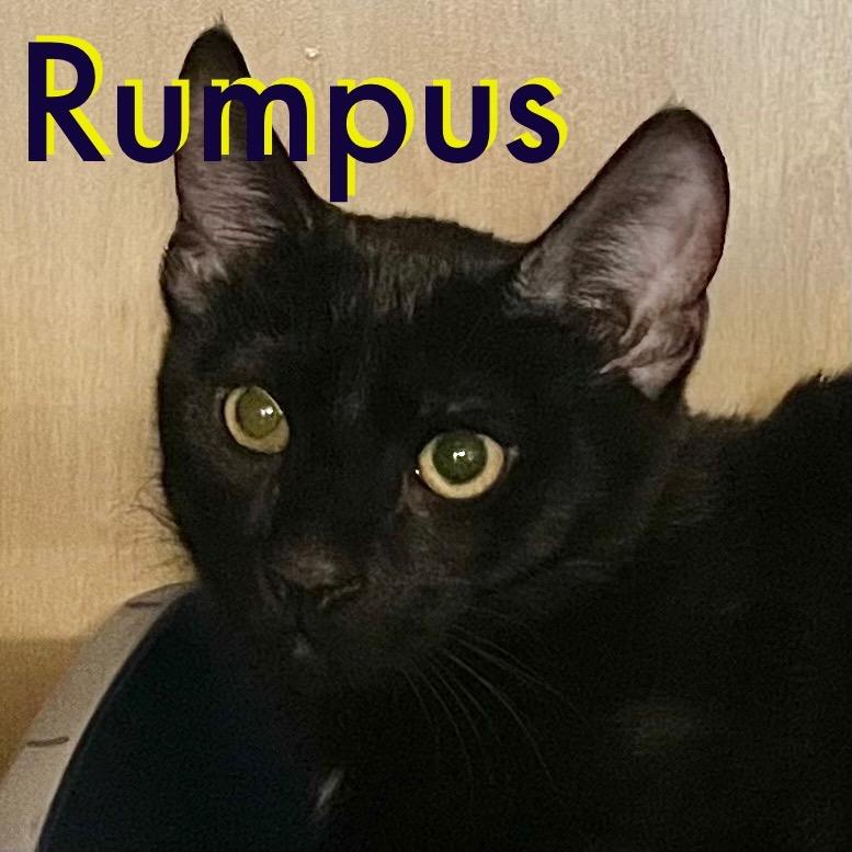 Enlarge Rum Tum (and Rumpus), a Adoptable mixed breed in New York, NY image 1/6