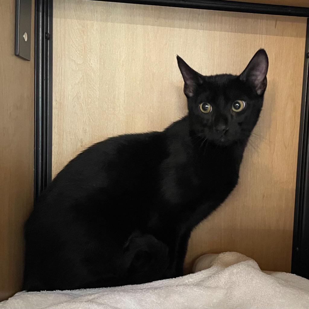 Enlarge Rum Tum (and Rumpus), a Adoptable mixed breed in New York, NY image 2/6