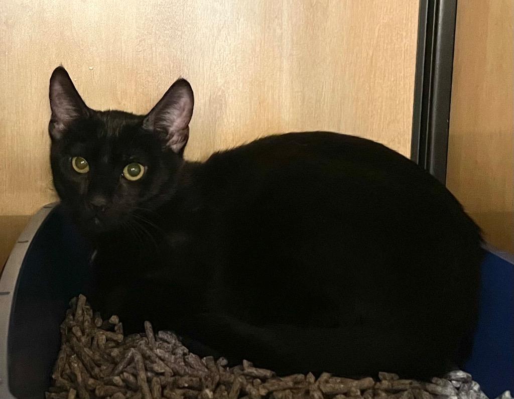 Enlarge Rum Tum (and Rumpus), a Adoptable mixed breed in New York, NY image 4/6