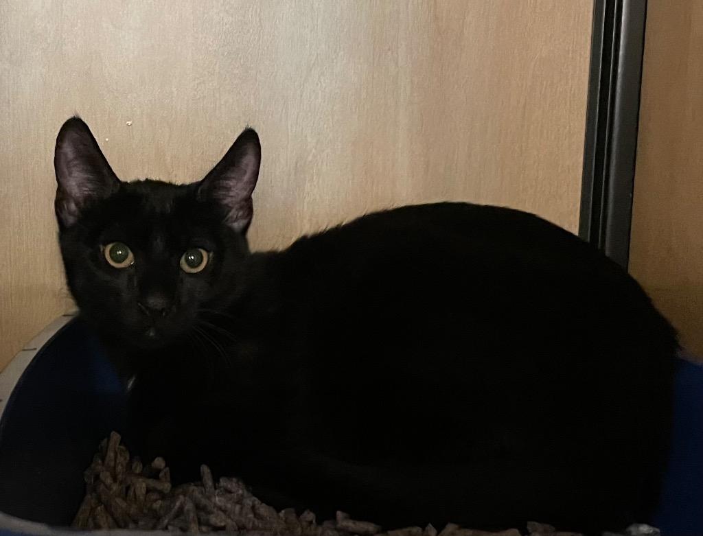 Enlarge Rum Tum (and Rumpus), a Adoptable mixed breed in New York, NY image 6/6