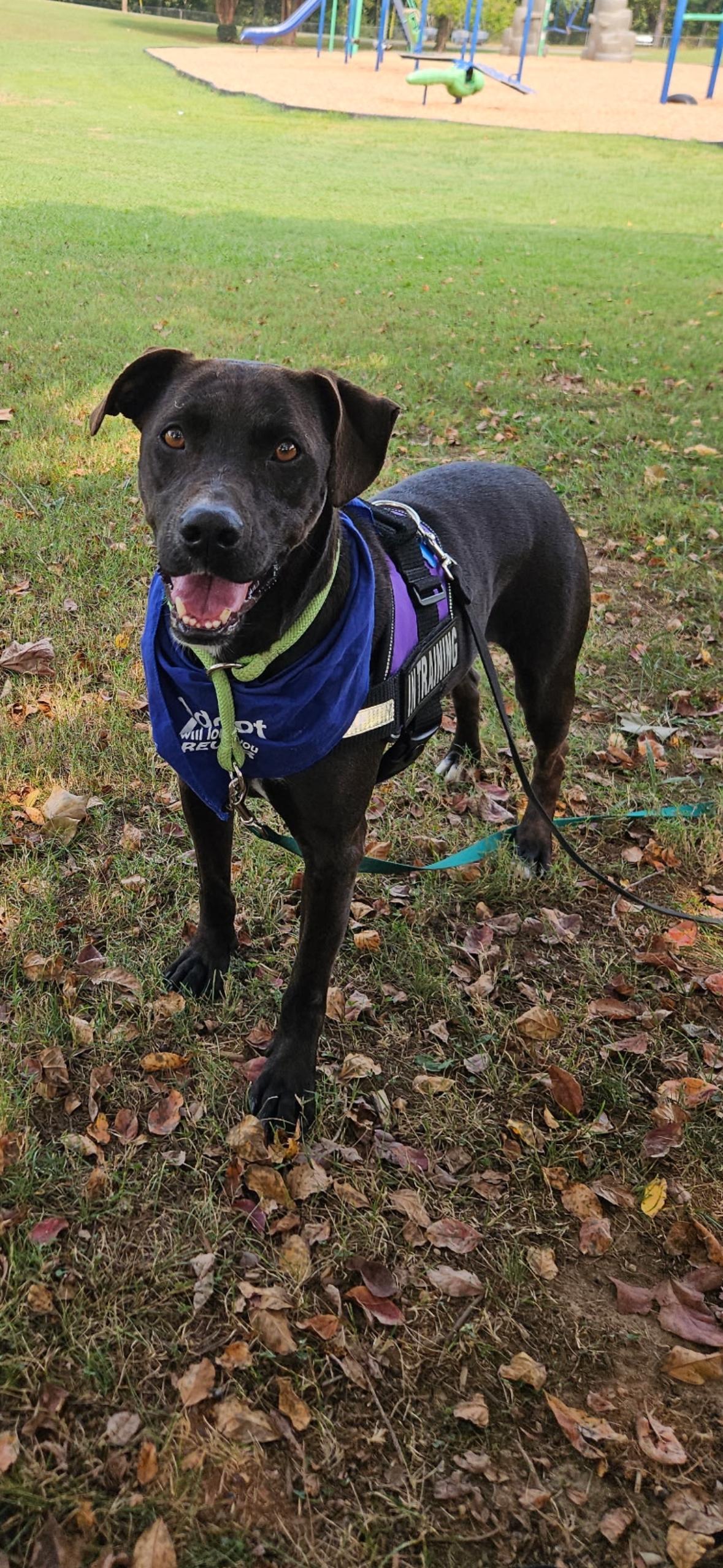 Enlarge Chilly, a Adoptable Black Labrador Retriever in Shelbyville, TN image 1/1