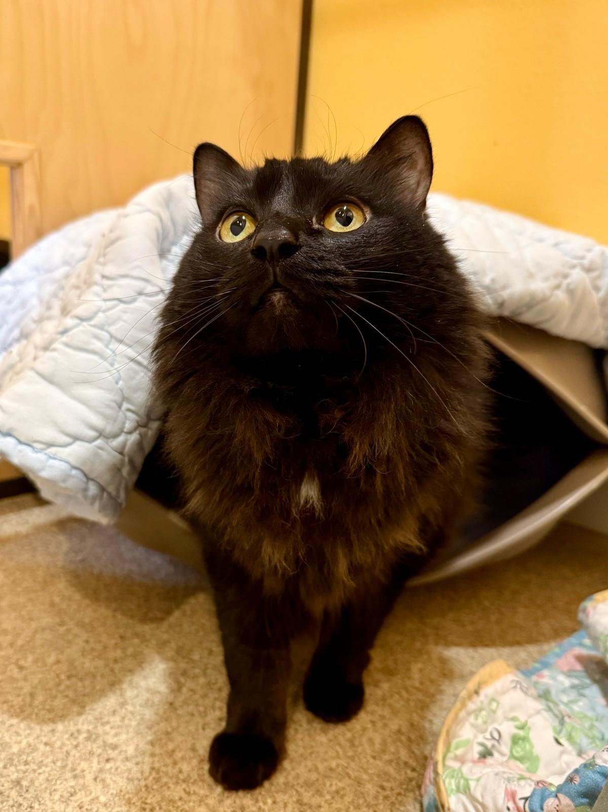 Coconut, Adoptable, Adult Female Domestic Long Hair.