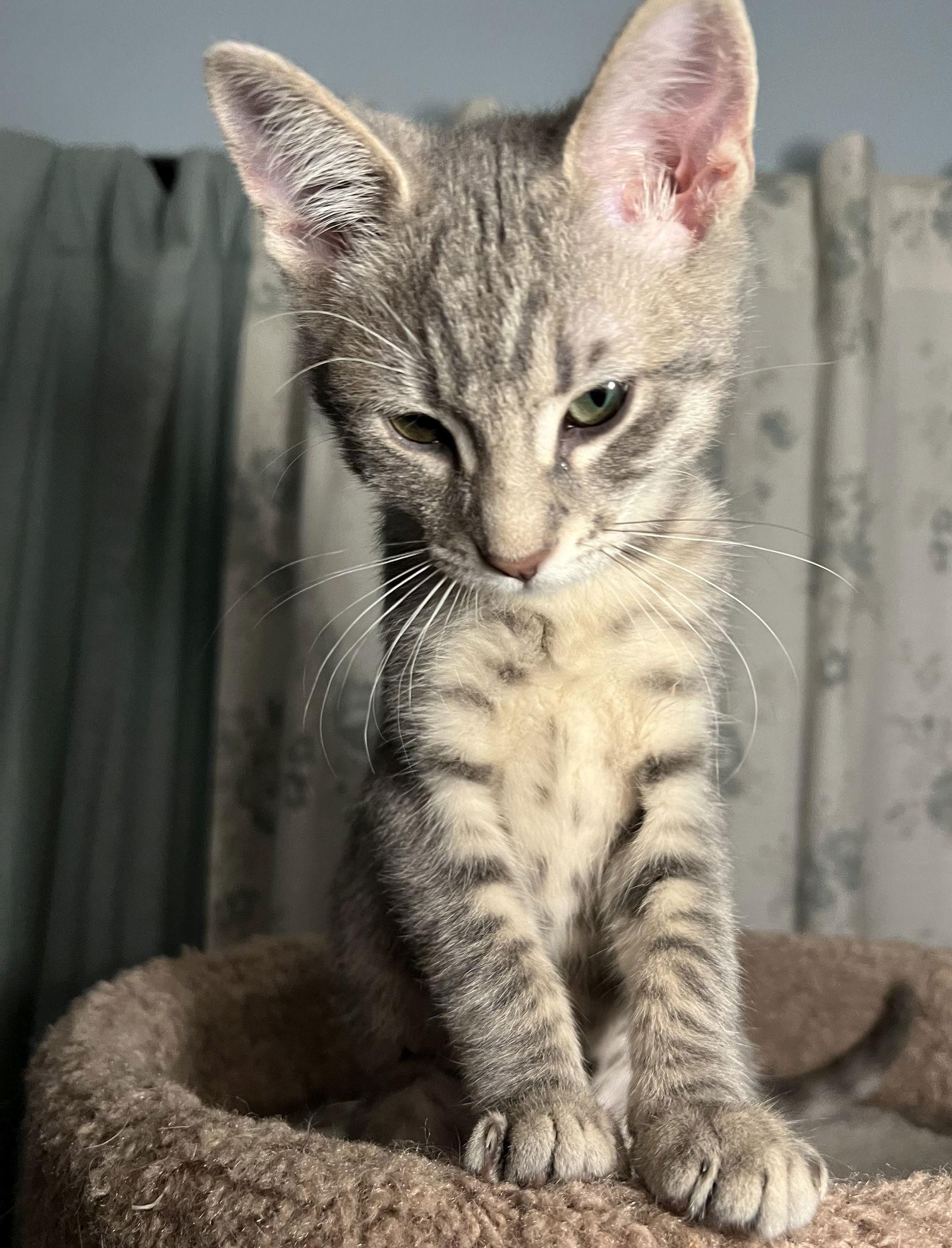 Lily, Adoptable, Young Female Domestic Short Hair.