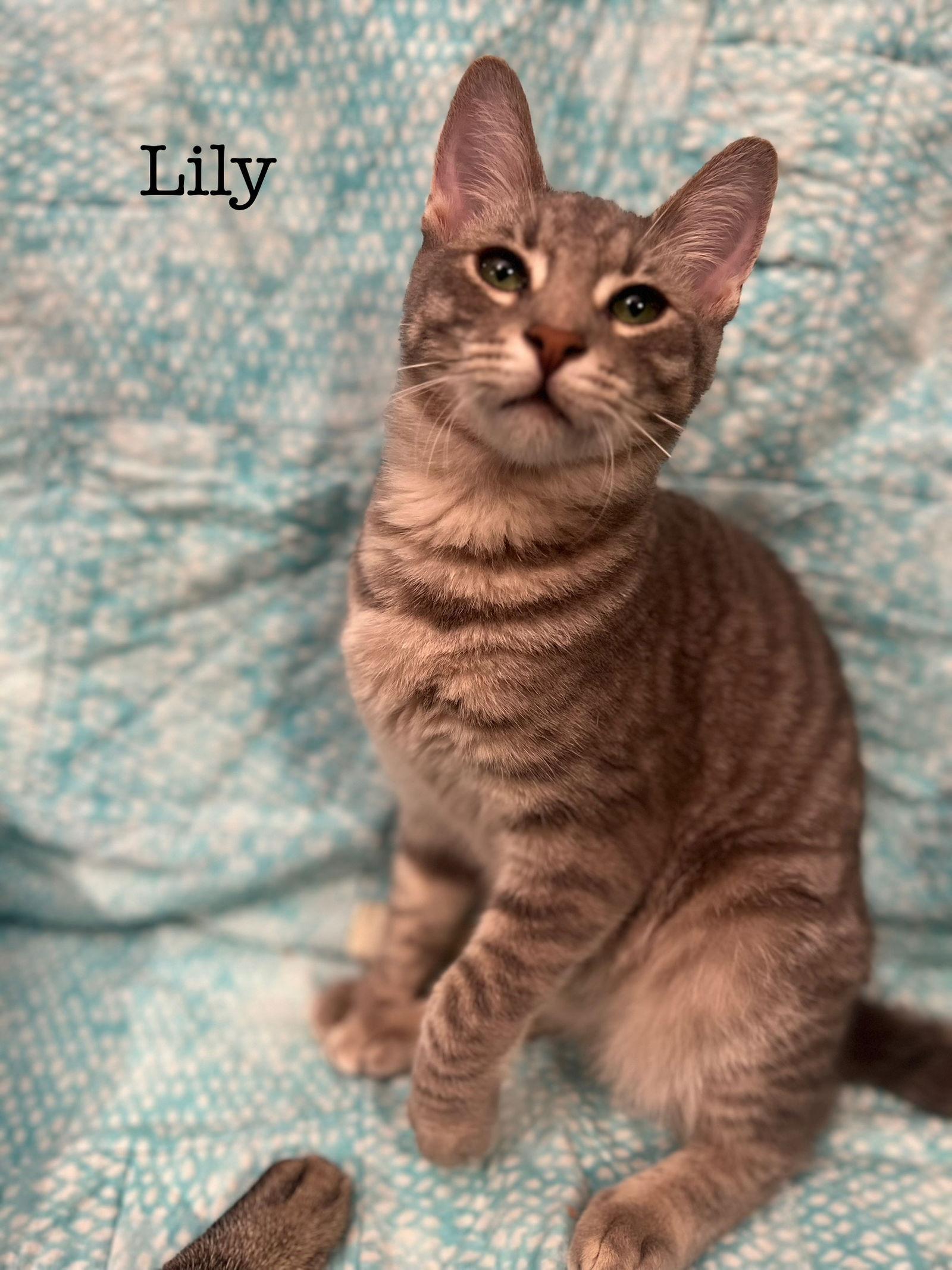 Enlarge Lily, a Adoptable Domestic Short Hair in Seal Beach, CA image 3/3