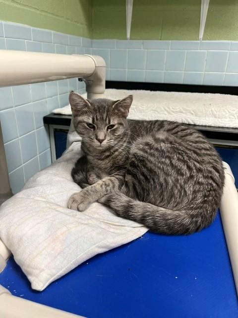 Katie, ADOPTABLE, Adult Female Domestic Short Hair.