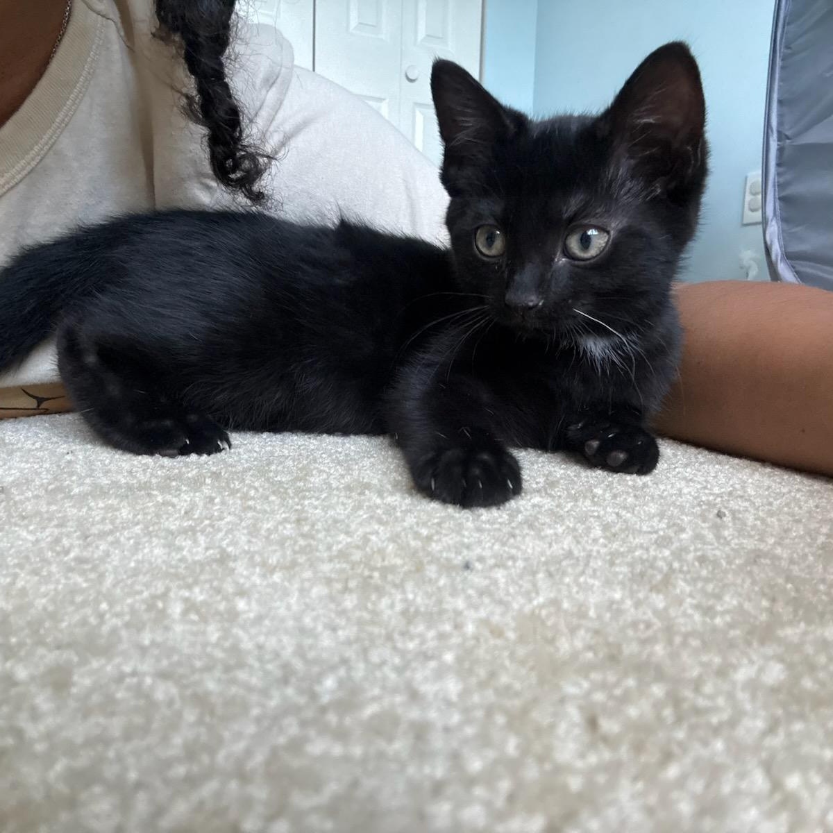 Leaf, Adoptable, Kitten Male Domestic Short Hair.