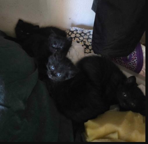 Enlarge Warwick litter of 4, a ADOPTABLE Domestic Medium Hair in Denver, CO image 1/3