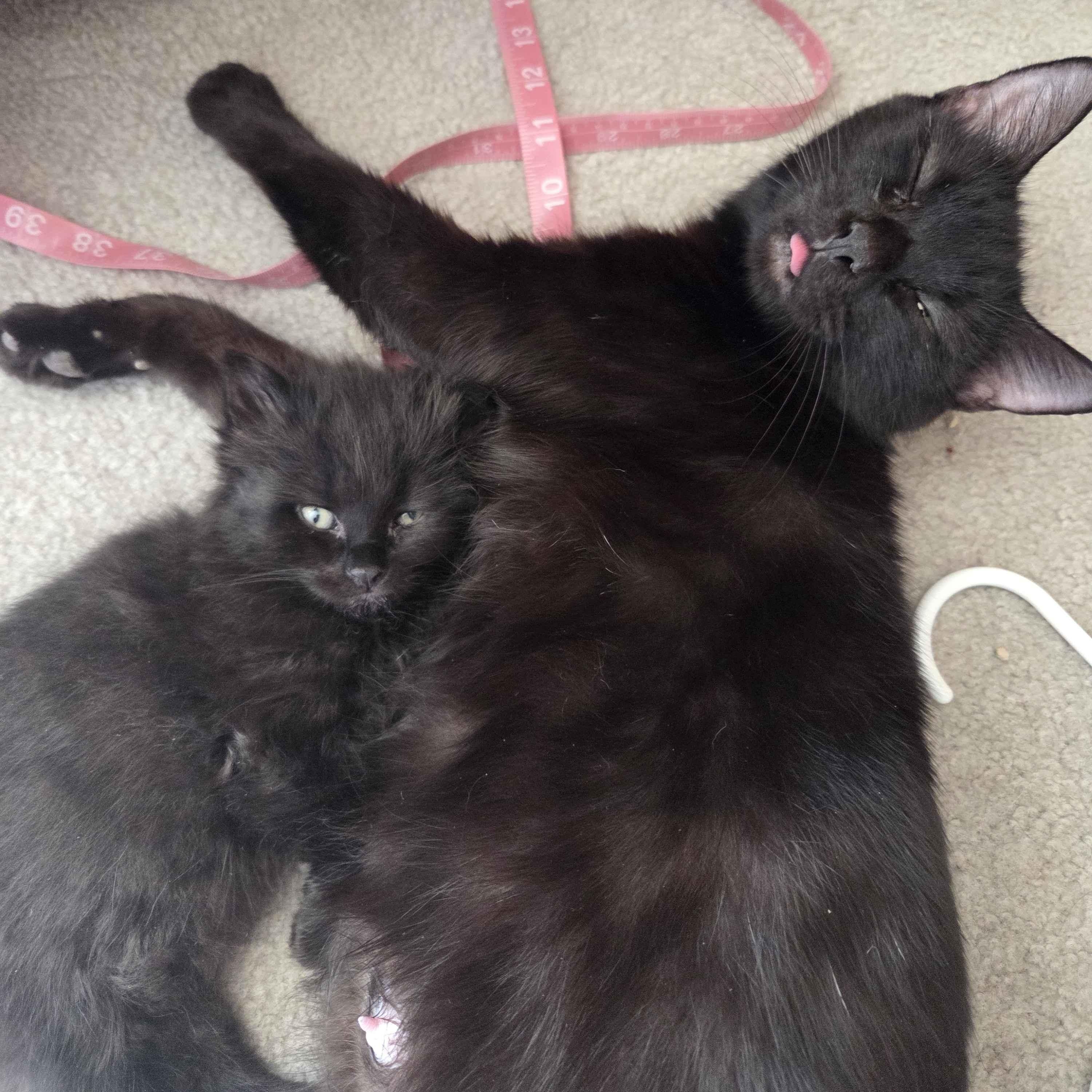 Enlarge Warwick litter of 4, a ADOPTABLE Domestic Medium Hair in Denver, CO image 3/3