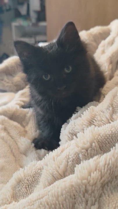 Enlarge Warwick litter of 4, a ADOPTABLE Domestic Medium Hair in Denver, CO video 2/3